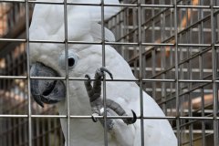 DSC_0921