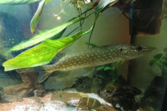 IMG-20240819-WA0007
